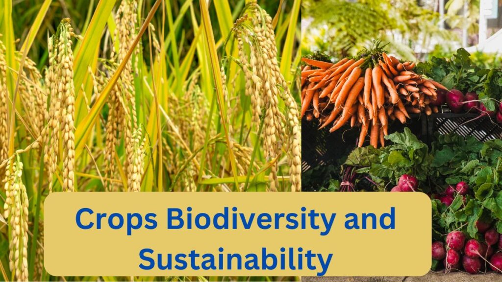 Affects of high yield crops on biodiversity and sustainability